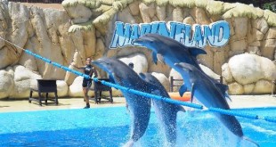 things to do in st. augustine fl marineland
