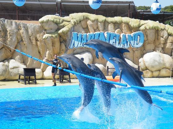 things to do in st augustine fl marineland