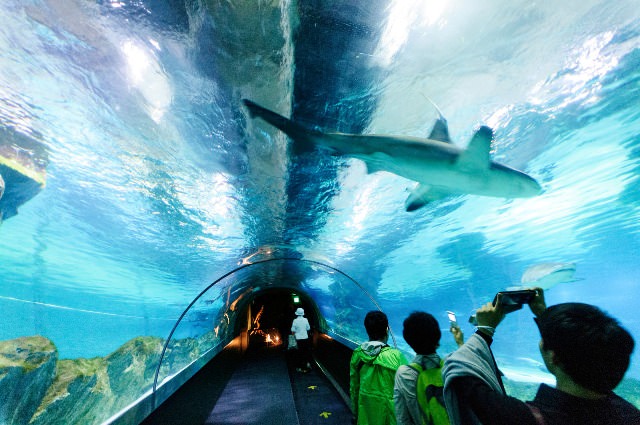 Things to do in Seoul COEX Aquarium