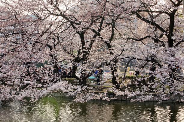 Things to do in Tokyo Cherry Blossom Festival