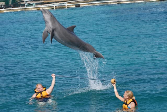 things to do in Cancun Dolphin Discovery Isla Mujeres