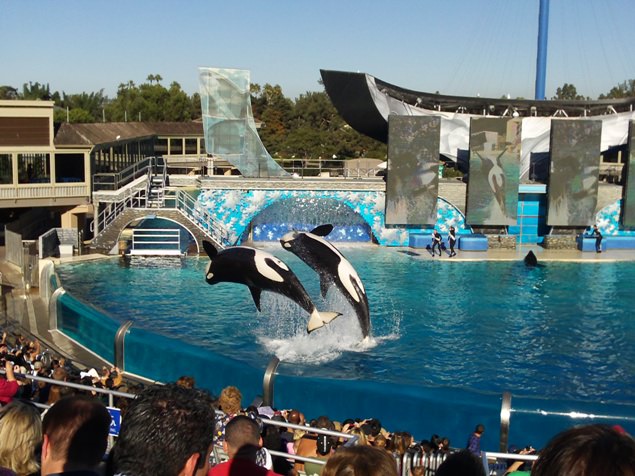 Things to do in San Diego Sea World