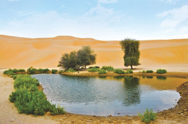 Things to do in Abu Dhabi Liwa Oasis