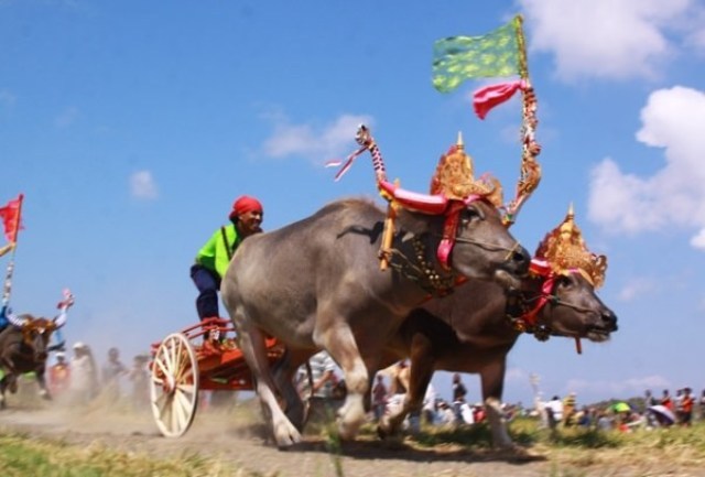 Things to do in Bali Buffalo Race in Negara