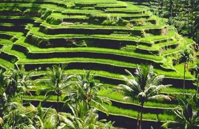 Things to do in Bali Tegalalang Rice Terraces Bali