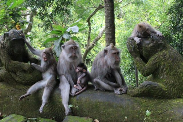 Things to do in Bali Ubud Monkey Forest
