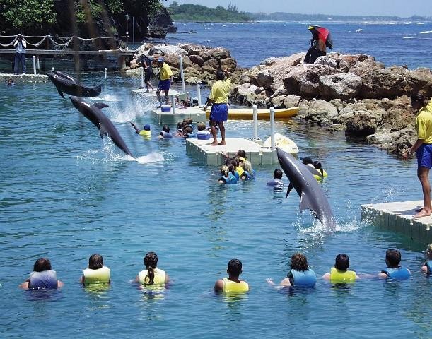 Things to do in Jamaica Dophin cove