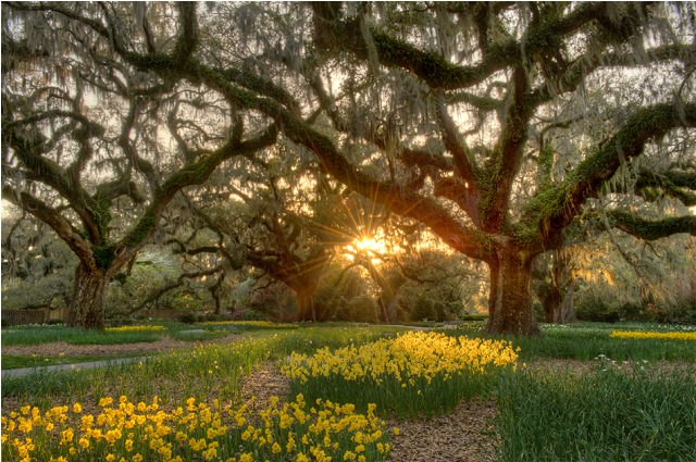 Things to do in Myrtle Beach Brookgreen Gardens