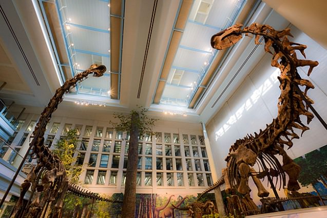 Things to do in Pittsburgh Museum of Natural History