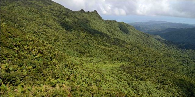 Things to do in Puerto Rico El Yunque National Forest