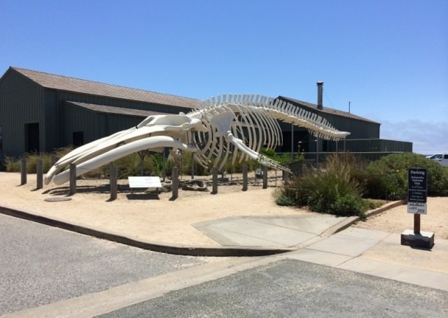 Things to do in Santa Cruz Seymour Marine Discovery Center