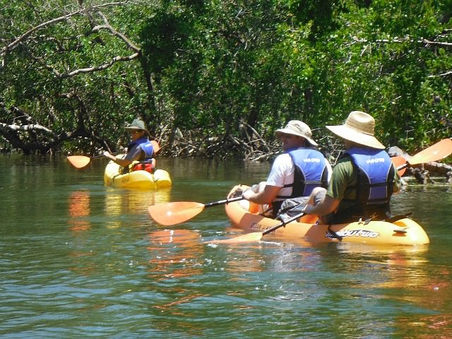 Things to do in Sarasota Sea Life Kayak Adventures