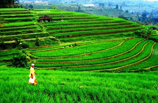 Bali Things to do bali rice paddies