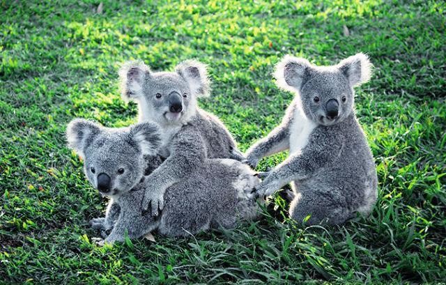 Brisbane Things to do Lone Pine Koala Sanctuary