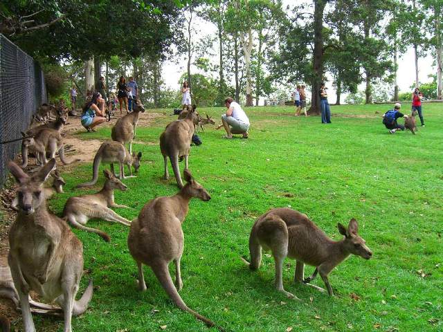 Things to do in Brisbane Lone Pine Koala Sanctuary