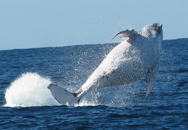 Things to do in Brisbane Whale Watching