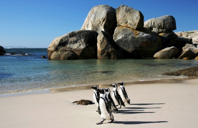 Things to do in Cape Town boulder beach