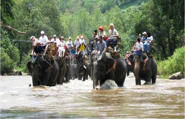 Things to do in Chiang Mai elephant rides