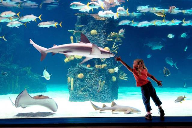 Things to do in Cincinnati Newport Aquarium