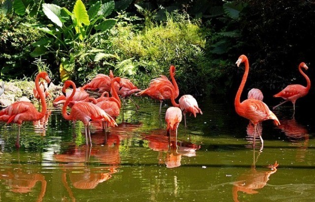 Things to do in Fort Lauderdale flamingo gardens
