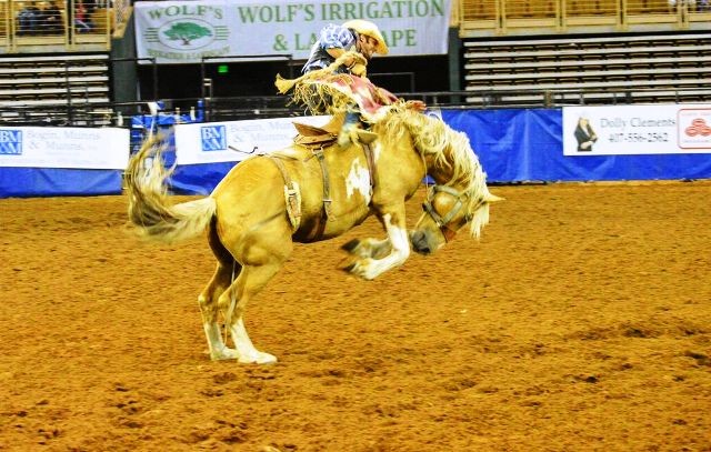 Things to do in Kissimmee silver spurs rodeo