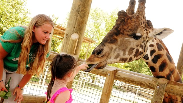 Things to do in Knoxville, TN zoo