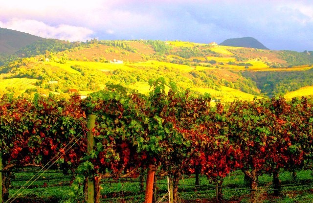 Things to do in Northern California Napa Valley