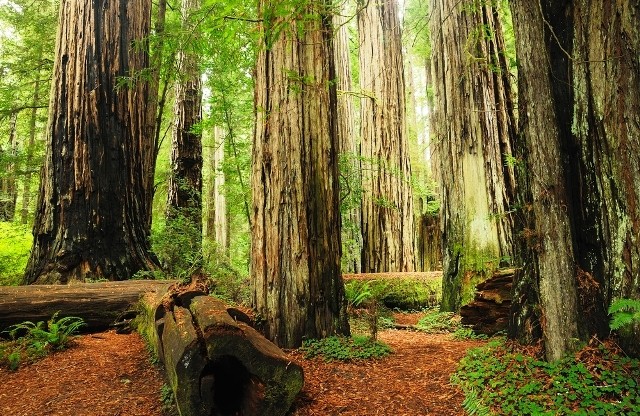 Things to do in Northern California redwood national park