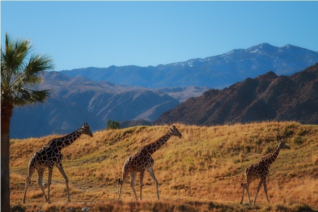 Things to do in Palm Springs living desert zoo