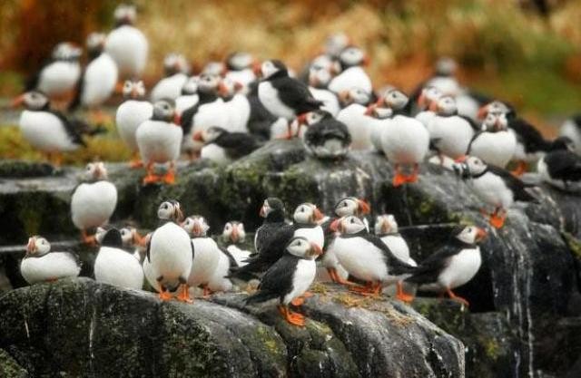 Things to do in Scotland puffins islands