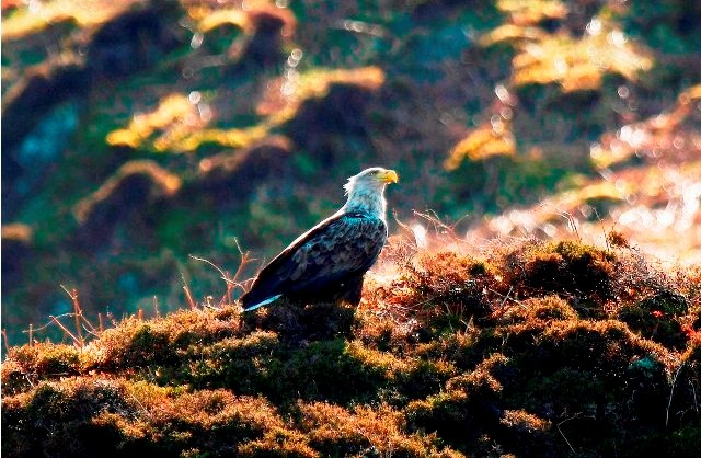 Things to do in Scotland sea eagles