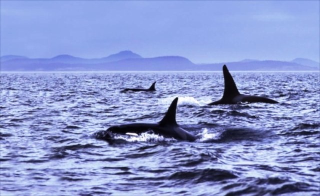 Things to do in Scotland whales