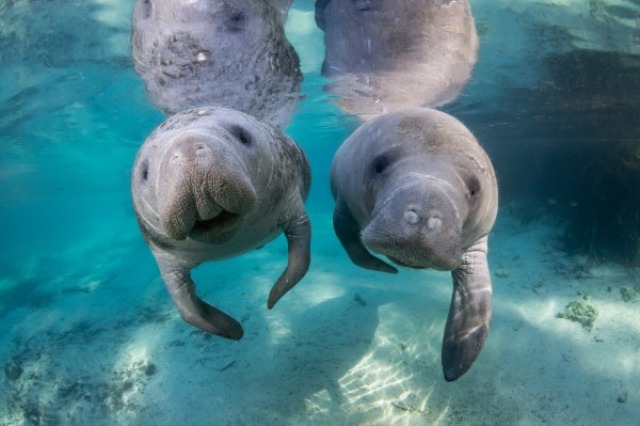 Things to do in Tampa Florida Manatee Sanctuary
