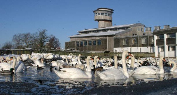 things to do cotswolds wwt slimbridge wetland center