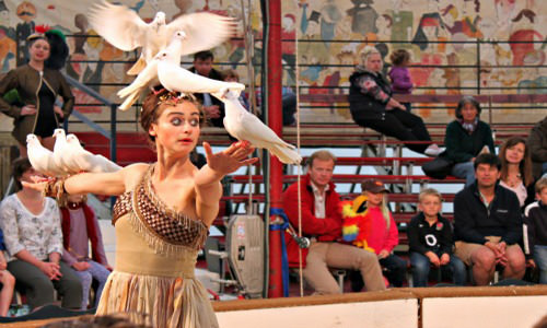 things to do in cotswold giffords circus