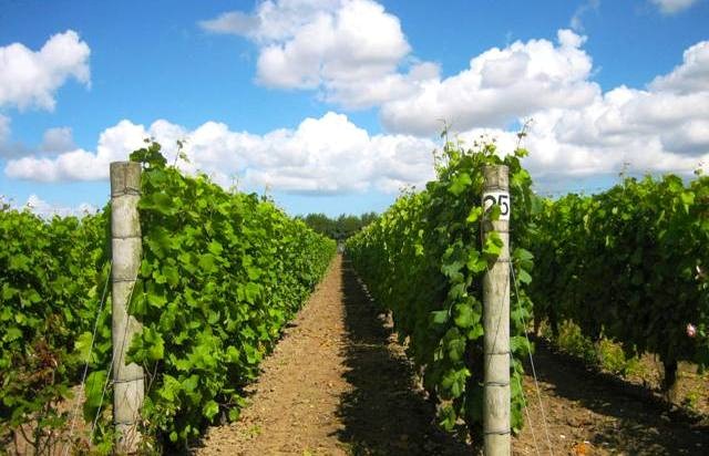 Things to do in Canterbury Barnsole vineyard