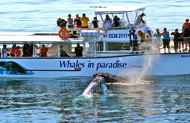 Things to do in Surfers Paradise whale watching